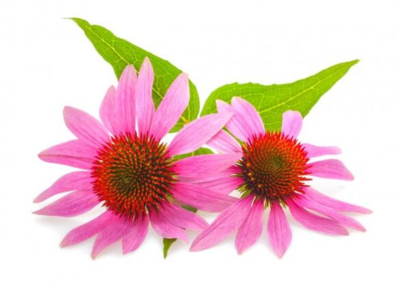 Clean Forte mengandungi ekstrak Echinacea purpurea