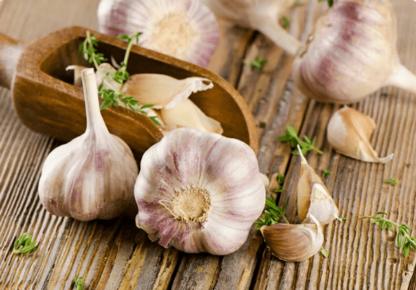 Bawang putih cacing