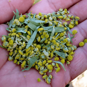 Wormwood terhadap parasit